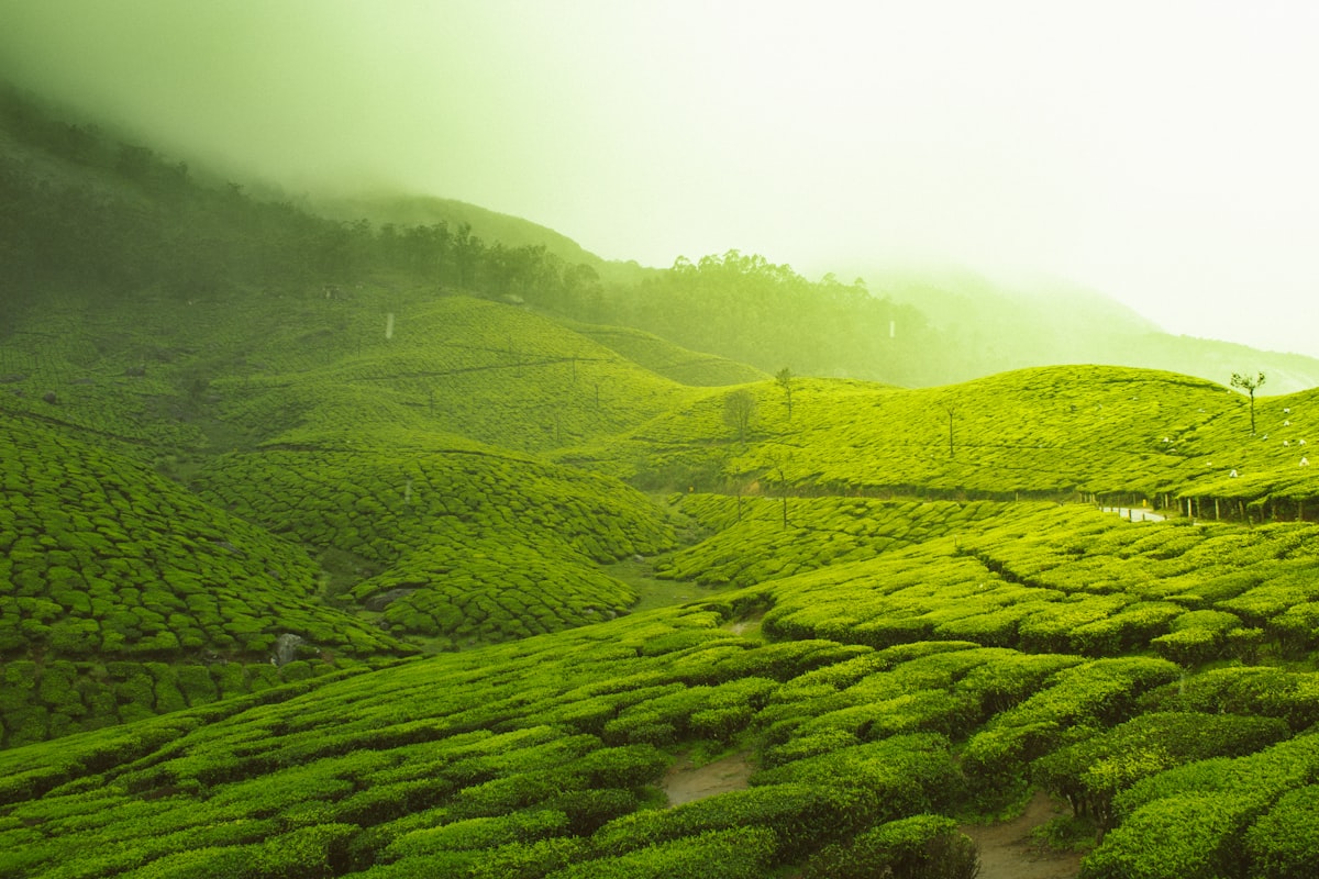 Green rolling hills in the countryside.